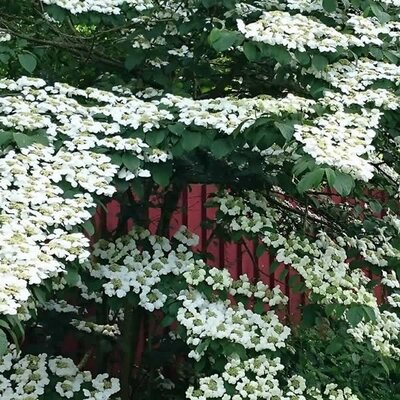 Viburnum 'Dart's Red Robin' - Public image here under fair use