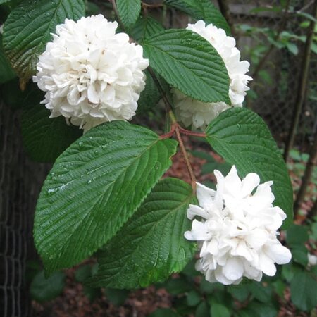 Viburnum 'Janny' - Photo by Steve Karg (CC BY-SA 2.5)