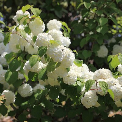 Viburnum plicatum 'Newport' - Photo by NatureServe (CC BY-SA 2.0)