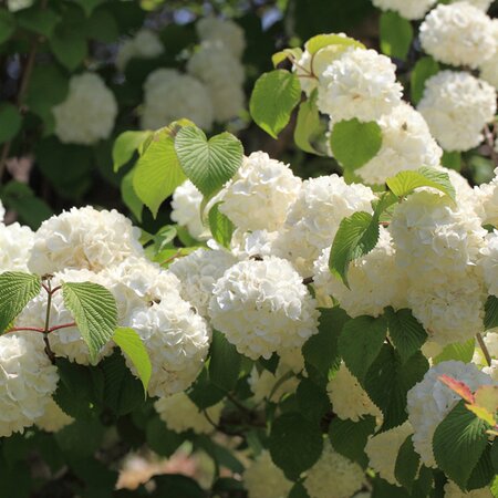 Viburnum plicatum 'Popcorn' - Photo by TANAKA Juuyoh (CC BY-SA 2.0)