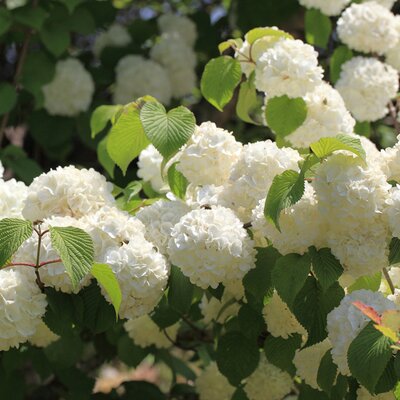 Viburnum plicatum 'Popcorn' - Photo by TANAKA Juuyoh (CC BY-SA 2.0)