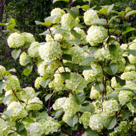 Viburnum 'Rotundifolium' (3L pot)