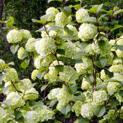 Viburnum 'Rotundifolium'