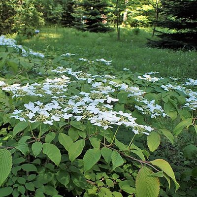 Viburnum 'Shasta' - Photo by Krzysztof Ziarnek, Kenraiz (CC BY-SA 4.0)