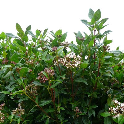 Viburnum tinus - Photo taken at AGC Boyle 10/10/2025