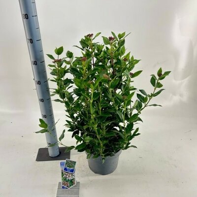  - Image courtesy of Impulse Plants