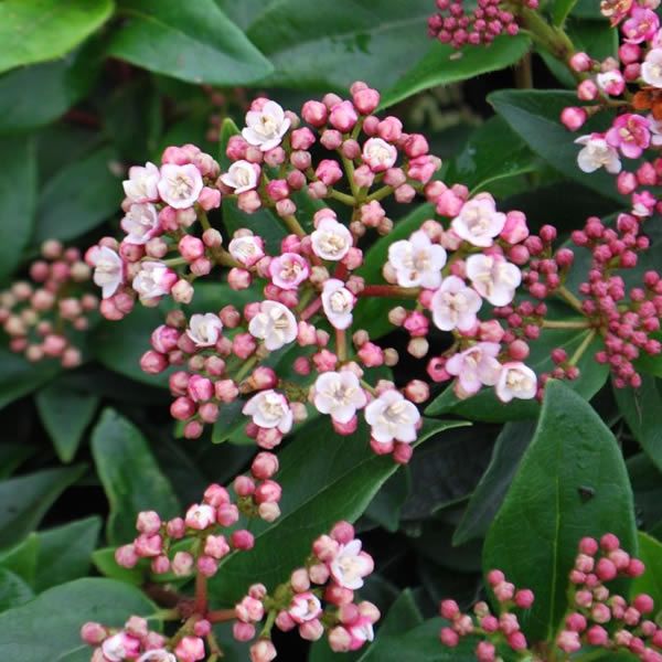 swimming pools in morrisons