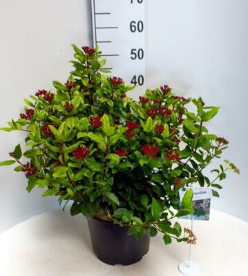 Viburnum tinus 'Gwenllian'  (10L pot)