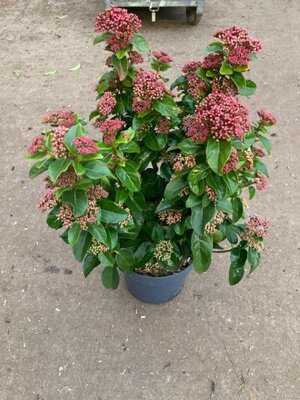 Viburnum Tinus 'Lisa Rose' (5L pot)