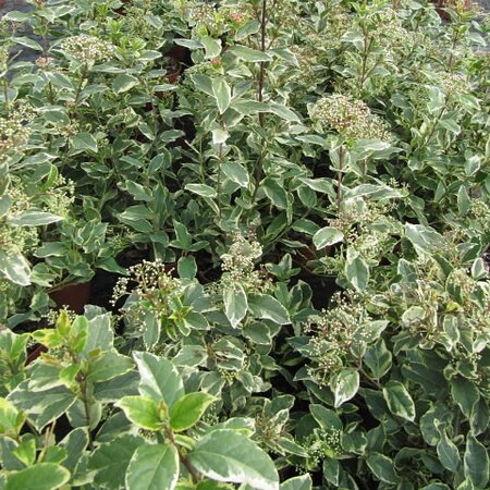 Viburnum tinus variegata (7.5L pot)