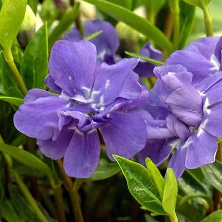 Vinca 'Flore Pleno' - Image courtesy of RHS under fair use