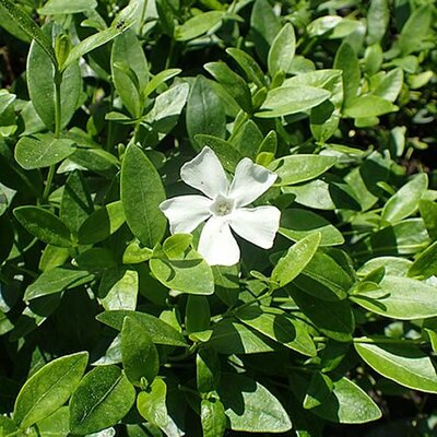 Vinca minor 'Alba' (1L pot)