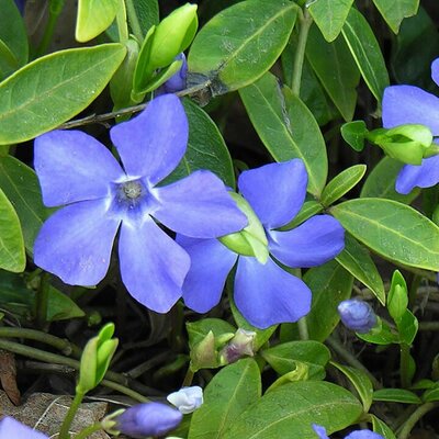 Vinca minor blue - Photo by Algirdas (CC BY-SA 3.0)