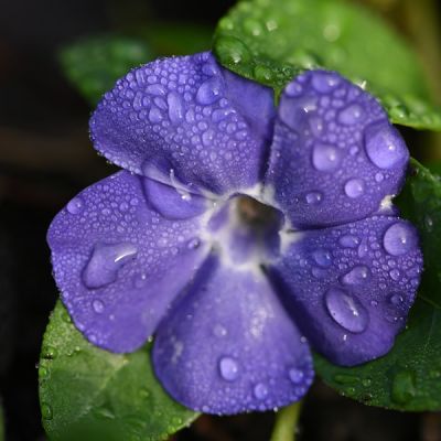 Vinca minor Bowles Hybrid - Image by Veronika Andrews from Pixabay  