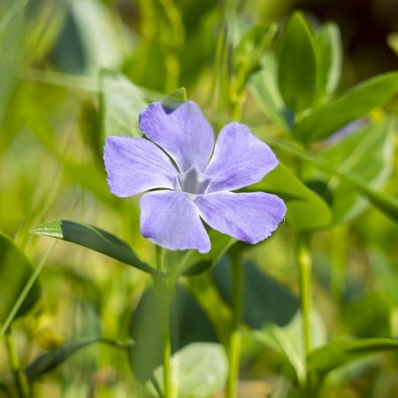 Vinca minor 'Bowles Purple' - Image by Martin Dlugolinský from Pixabay 