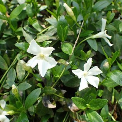 Vinca minor 'Gertrude Jekyll'