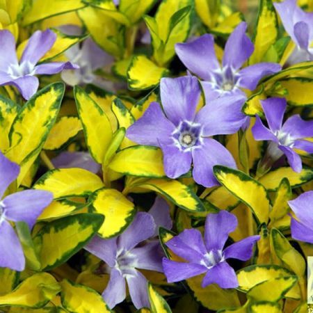 Vinca minor 'Illumination' (2L pot)