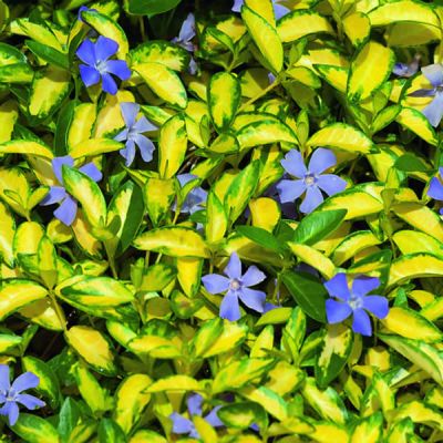 Vinca minor 'Illumination'