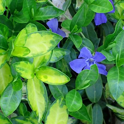 Vinca Minor Illumination - Photo by Krzysztof Ziarnek, Kenraiz (CC BY-SA 4.0)