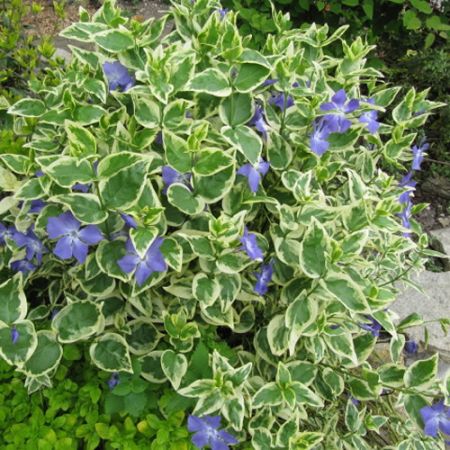 Vinca Variegata - Photo by Leonora (Ellie) Enking (CC BY-SA 2.0)