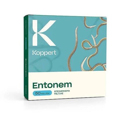 Vine Weevil Control Entomen 50 Million - Image courtesy of Koppert