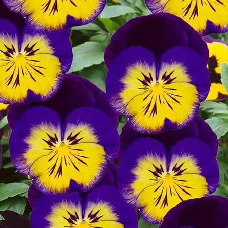 Viola Carneval Midnight Glow F1