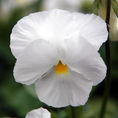 Viola Clear White - Photo by David J. Stang (CC BY-SA 4.0)