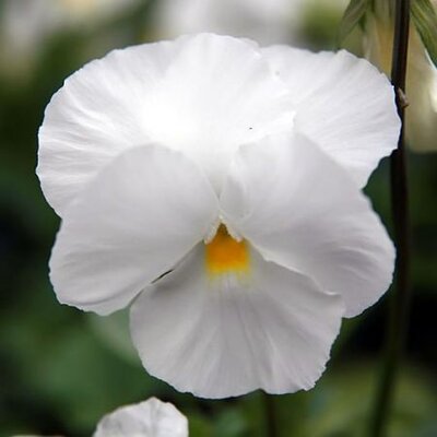 Viola "Clear White"  - Photo by David J. Stang (CC BY-SA 4.0)