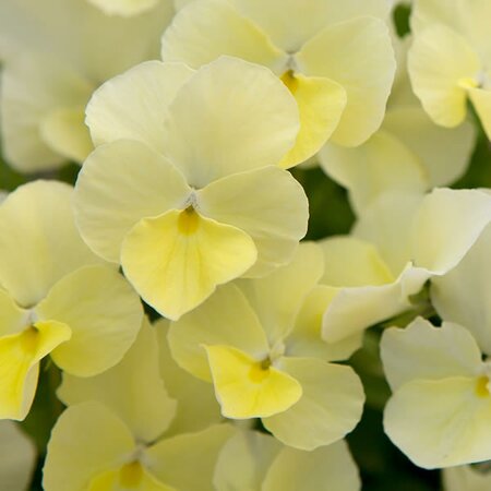 Viola 'Dawn' - Public Domain Image