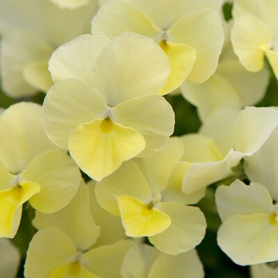 Viola 'Dawn' - Public Domain Image