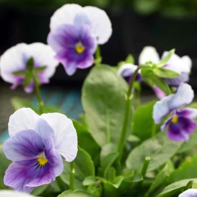 Viola 'Orchid Rose'