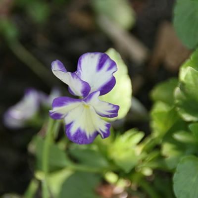 Viola 'Rebecca' - Photo by David J. Stang (CC BY-SA 4.0)