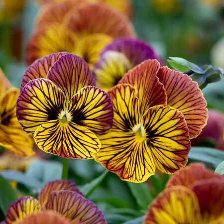 Viola 'Tiger Eye' - Image courtesy of Floret Flowers, here under fair use