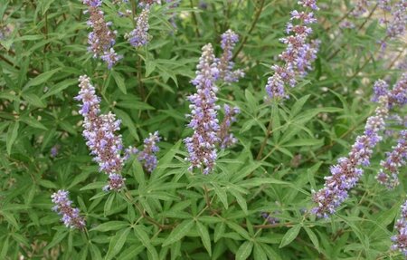 Vitex agnus-castus - Photo by Sten Porse (CC BY-SA 3.0)