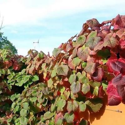 Vitis coignetiae (3L pot)