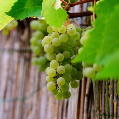 Vitis Millenium Grape - Image by congerdesign from Pixabay 