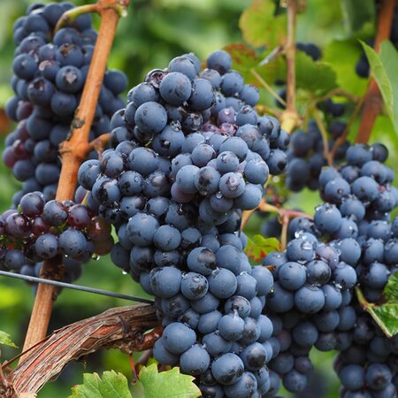 Vitis 'Muscat New York' - Image by Hans from Pixabay 