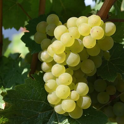 Vitis 'Romulus Select' II - Image by Walter from Pixabay 