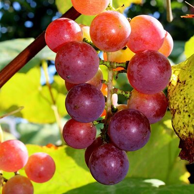 Vitis 'Vanessa' - Image by Dyzio88 from Pixabay 