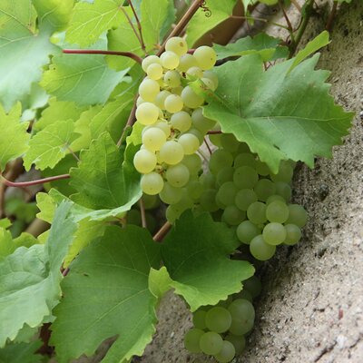 Vitis vinifera "Vroege van der Laan” - Image courtesy of peakpx (CC0)