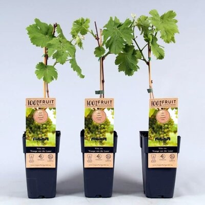 Vitis Vroege van der Laan  - Image courtesy of Pannebakker