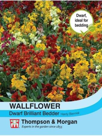 Wallflower Dwarf Brilliant Bedder - image 1