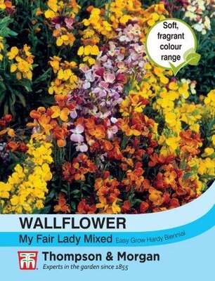Wallflower My Fair Lady Mixed - image 1