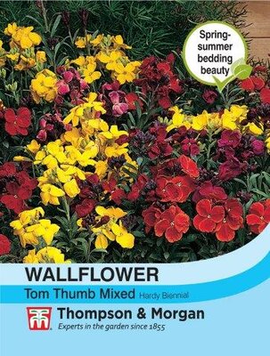 Wallflower Tom Thumb - image 2