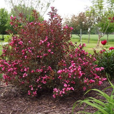 Weigela florida 'Alexandra'  - Photo by F. D. Richards (CC BY-SA 2.0)