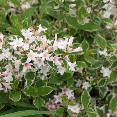 Weigela florida variegata - Photo by F. D. Richards (CC BY-SA 2.0)