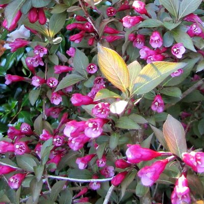 Weigela florida “Victoria” (3L pot) - Photo by Leonora (Ellie) Enking (CC BY-SA 2.0)