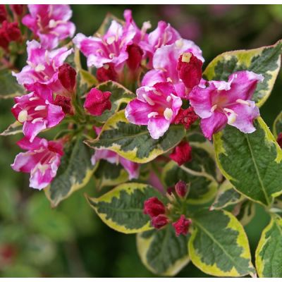 Weigela 'Kosteriana Variegata' - Image by Kerstin Riemer from Pixabay 