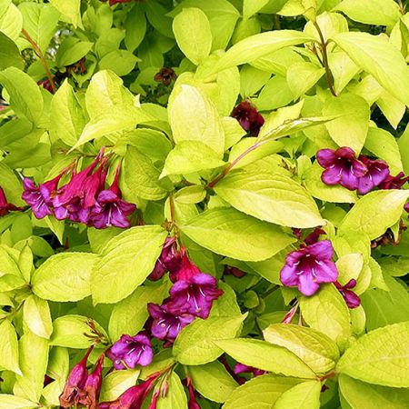 Weigela  Rubidor