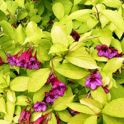 Weigela  Rubidor